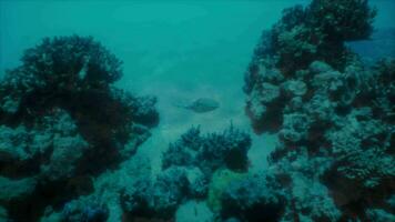 ein Schildkröte Schwimmen im das Wasser in der Nähe von Felsen video