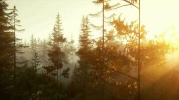 A foggy forest with sunlight streaming through the trees video