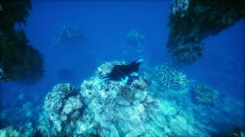 un' manta raggio nuotate attraverso il blu acqua video