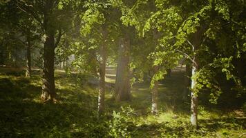 de Sol lyser genom de träd i de skog video