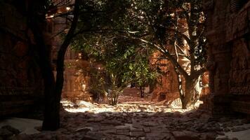 un ruelle façon avec des arbres et rochers sur le sol video