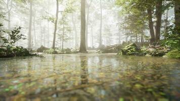 A stream running through a lush green forest video