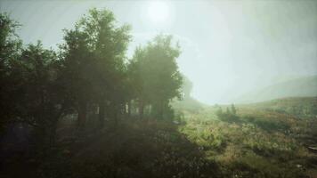 A misty and serene landscape with trees and grass video