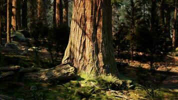 un majestuoso árbol en pie alto en el corazón de el encantador bosque video