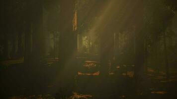 A dense forest with towering trees video