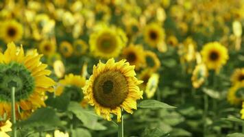 un vibrante campo de floreciente girasoles debajo un claro azul cielo video