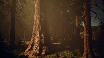 A dense forest with towering trees video