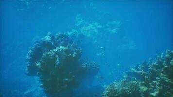 An underwater view of a coral reef in the ocean video