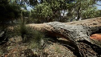 Bäume und Steine im australisch Wüste video