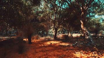 bomen en stenen in Australisch woestijn video