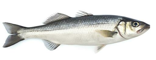 AI generated One fresh sea bass fish isolated on white background. AI Generated. photo