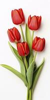 AI generated Red tulips isolated on white background. AI Generated photo