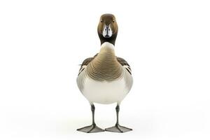 AI generated Northern pintail isolated on white background. AI Generated. photo