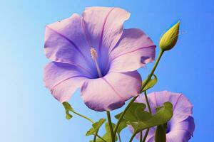 ai generado Mañana gloria flor con azul cielo. ai generado. foto