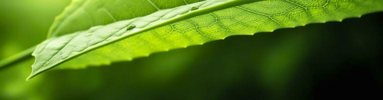 ai generado verde hoja naturaleza antecedentes. ai generado foto