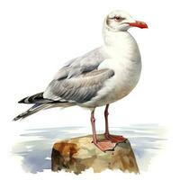 AI generated Watercolor seagull isolated on white background. AI Generated photo