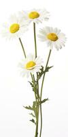 AI generated Common daisy isolated on white background. AI Generated photo