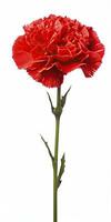 AI generated Red Carnation isolated on white background. AI Generated photo