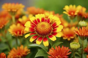 AI generated Gaillardia or Blanket Flower. Bright and Colorful Shades of Warm Tones. AI Generated photo