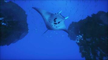 A manta ray swims through the blue water video