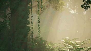 à l'intérieur une forêt tropicale couvert dans brillant vert mousse video