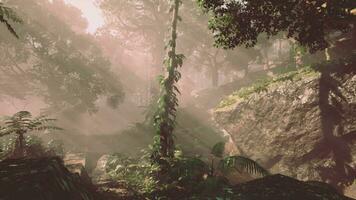 il bellissimo scena di tropicale pioggia foresta video