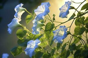 AI generated Morning Glory vine unfurling its delicate petals in the morning light. AI Generated photo