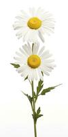 AI generated Common daisy isolated on white background. AI Generated photo