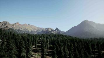 un' Visualizza di un' foresta con montagne nel il sfondo video