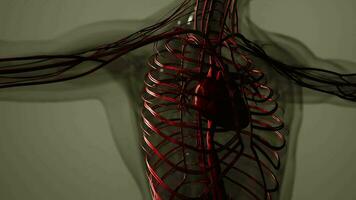 Medically accurate animation of Heart with Vains and arteries video