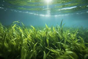 AI generated Underwater view of a group of seabed with green seagrass. AI Generated photo