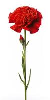 AI generated Red Carnation isolated on white background. AI Generated photo