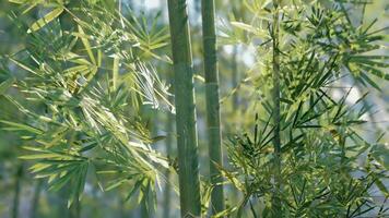 A bamboo tree with lots of green leaves video