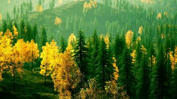 A forest filled with lots of trees covered in yellow leaves video