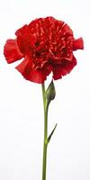 AI generated Red Carnation isolated on white background. AI Generated photo