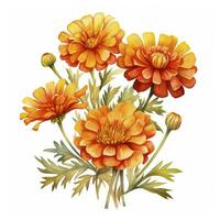 AI generated Watercolor autumn marigold flowers with raindrops on white background. AI Generated photo