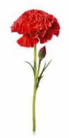 AI generated Red Carnation isolated on white background. AI Generated photo