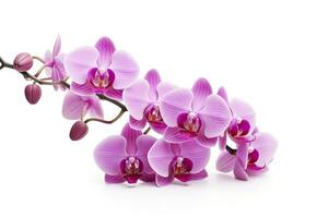 AI generated Pink Orchid isolated on white background. AI Generated photo