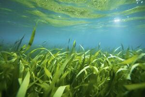 AI generated Underwater view of a group of seabed with green seagrass. AI Generated photo