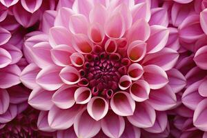 AI generated Dahlia flower background.  AI Generated. photo