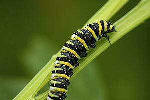 AI generated Caterpillar dovetail butterfly. generated AI. photo