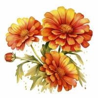 AI generated Watercolor autumn marigold flowers with raindrops on white background. AI Generated photo