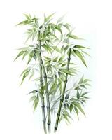 AI generated Watercolor bamboo clipart isolated on white background. AI Generated photo