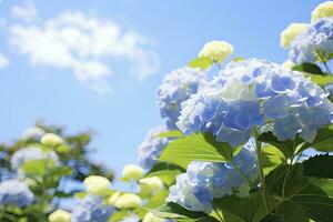 AI generated Blue French hydrangea under blue sky. AI Generated photo