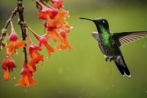 AI generated Hummingbird in Costa Rica. AI Generated. photo