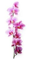 AI generated Pink Orchid isolated on white background. AI Generated photo