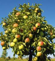 ai generado un hermosa verde manzana árbol. ai generado foto