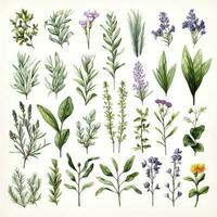 AI generated Collection of watercolor herbs clipart on white background. AI Generated photo