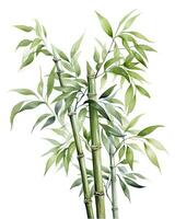 AI generated Watercolor bamboo clipart isolated on white background. AI Generated photo