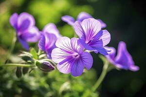 AI generated Geranium wilfordii flower. AI Generated photo